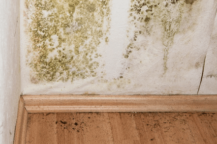 Mold: The 10 Things you need to Know