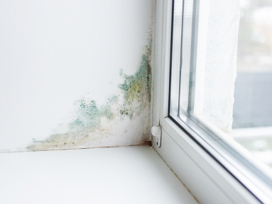 Act Fast: What to Do When You Discover Mold in Your Property