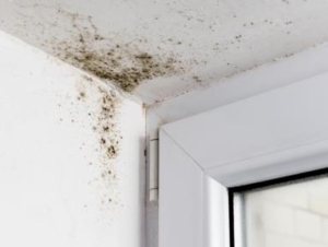 Mold Remediation Strategy in Dubai
