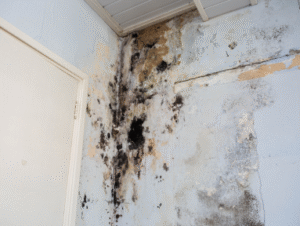 image of a blog taking about mold inspector, showning mold in dubai building.