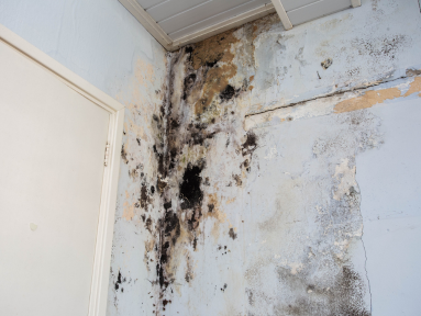 How to Select the Right Mold Inspector in Dubai: Tips from a Trusted Mold Remediation Company