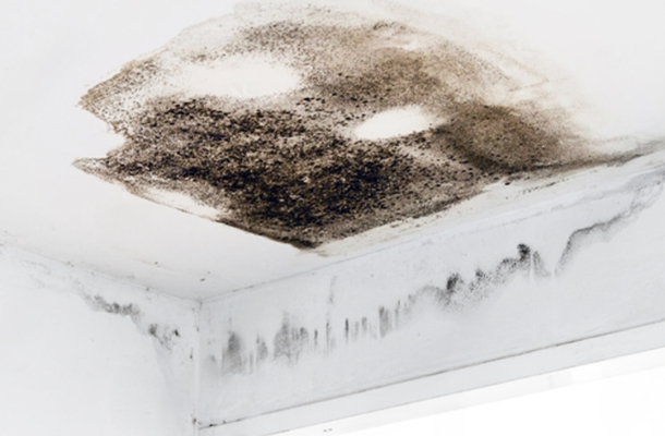 mold removal by Envida dubai